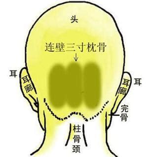 枕骨突出面相|《相学精义》注解 枕骨面相解读